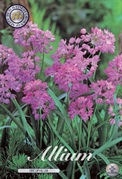 Allium Oreophilum met 5 zakjes a 20 bollen