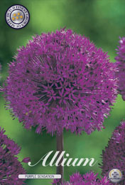 Allium Purple Sensation met 5 zakjes a 5 bollen