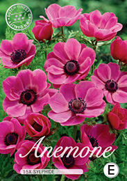 Anemone de Caen Sylphide met 5 zakjes verpakt a 15 bollen