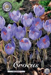 Crocus Speciosus met 5 zakjes a 15 bollen