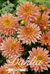 Dahlia Decorative Border Extase met 5 zakjes verpakt a 1 bollen