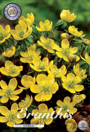 Eranthis Hyemalis met 5 zakjes a 10 bollen