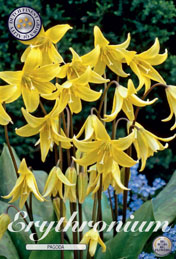 Erythronium Pagoda met 5 zakjes a 3 bollen