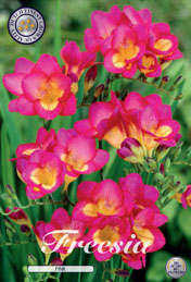 Freesia Pink met 5 zakjes a 15 bollen