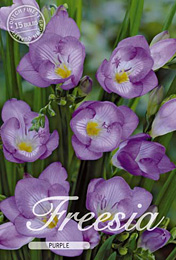 Freesia Single Purple met 5 zakjes verpakt a 15 bollen