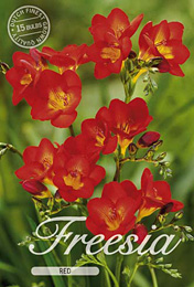 Freesia Single Red met 5 zakjes verpakt a 15 bollen