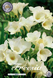 Freesia White met 5 zakjes a 15 bollen