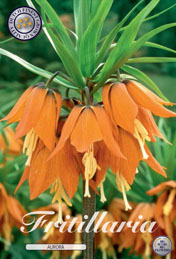 Fritillaria Aurora met 5 zakjes a 1 bollen