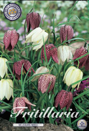 Fritillaria Meleagris Mixed met 5 zakjes a 15 bollen