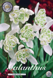 Galanthus Flore Pleno met 5 zakjes a 7 bollen