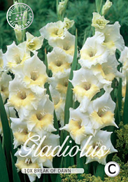 Gladiolus Large Flowering Break Of Dawn met 5 zakjes verpakt a 10 bollen