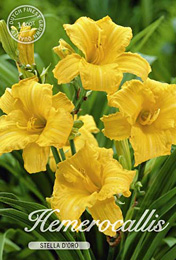 Hemerocallis Stella Doro met 5 zakjes verpakt a 1 bollen