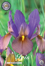 Iris Black Beauty met 5 zakjes a 15 bollen