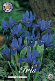 Iris Blue met 5 zakjes a 15 bollen