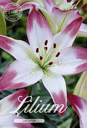 Lilium Asiatic Lollypop met 5 zakjes verpakt a 2 bollen