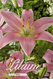 Lilium Asiatic Rose met 5 zakjes verpakt a 2 bollen