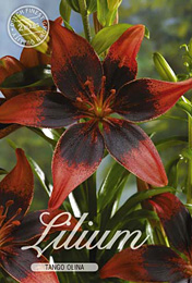 Lilium Asiatic Tango Olina met 5 zakjes verpakt a 2 bollen