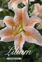 Lilium Oriental Salmon Star met 5 zakjes verpakt a 2 bollen