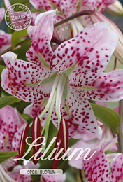 Lilium Speciosum Spec Rubrum met 5 zakjes verpakt a 2 bollen