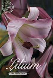 Lilium Trumpet Pink met 5 zakjes verpakt afection met 5 zakjes verpakt a 2 bollen