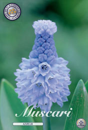 Muscari Azureum met 5 zakjes a 15 bollen