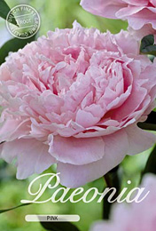 Paeonia Pink met 5 zakjes verpakt a 1 bollen