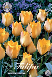 Tulp Batalinii Bright Gem met 5 zakjes a 10 bollen