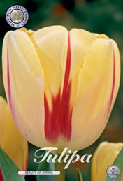 Tulp Beauty Of Spring met 5 zakjes a 10 bollen