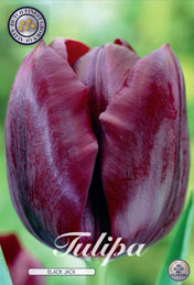 Tulp Black Jack met 5 zakjes a 10 bollen