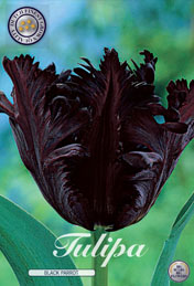 Tulp Black Parrot met 5 zakjes a 7 bollen