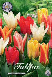 Tulp Botanisch Mixed met 5 zakjes a 10 bollen