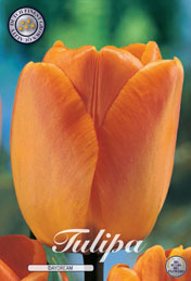 Tulp Daydream met 5 zakjes a 10 bollen