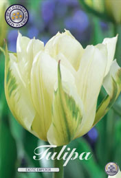 Tulp Exotic Emperor met 5 zakjes a 10 bollen