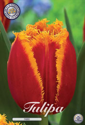 Tulp Fabio met 5 zakjes a 10 bollen