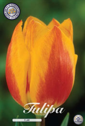 Tulp Flair met 5 zakjes a 10 bollen