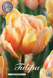 Tulp Foxy Foxtrot met 5 zakjes a 10 bollen