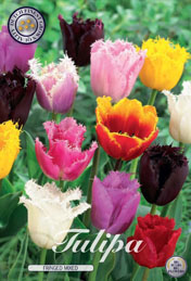 Tulp Fringed Mixed met 5 zakjes a 10 bollen