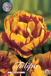 Tulp Golden Nizza met 5 zakjes a 10 bollen