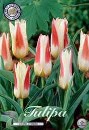 Tulp Johann Strauss met 5 zakjes a 10 bollen