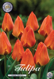 Tulp Orange Toronto met 5 zakjes a 10 bollen