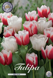 Tulp Red Snow met 5 zakjes a 10 bollen