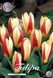 Tulp The First met 5 zakjes a 10 bollen