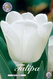 Tulp White Dream met 5 zakjes a 10 bollen