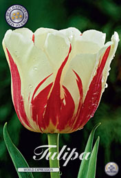 Tulp World Expression met 5 zakjes a 10 bollen