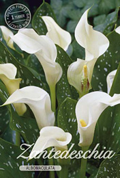 Zantedeschia Albomaculata met 5 zakjes verpakt a 1 bollen