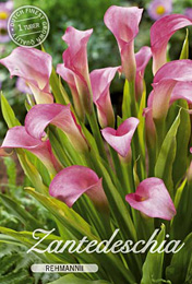 Zantedeschia Rehmanni met 5 zakjes verpakt a 1 bollen