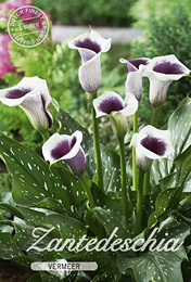 Zantedeschia Vermeer met 5 zakjes verpakt a 1 bollen